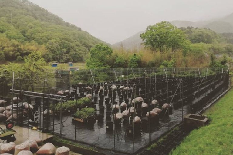 雨の農園