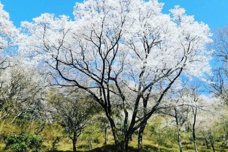 微笑み桜