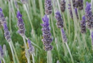 purple flower in tilt shift lens